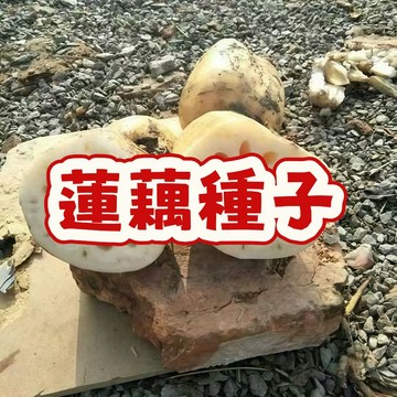 （蓮藕種子）蓮花 蓮藕 當季新籽 發芽率高 產量高 脆嫩可口 營養豐富 新手易種植 可觀賞可食用  #超優惠