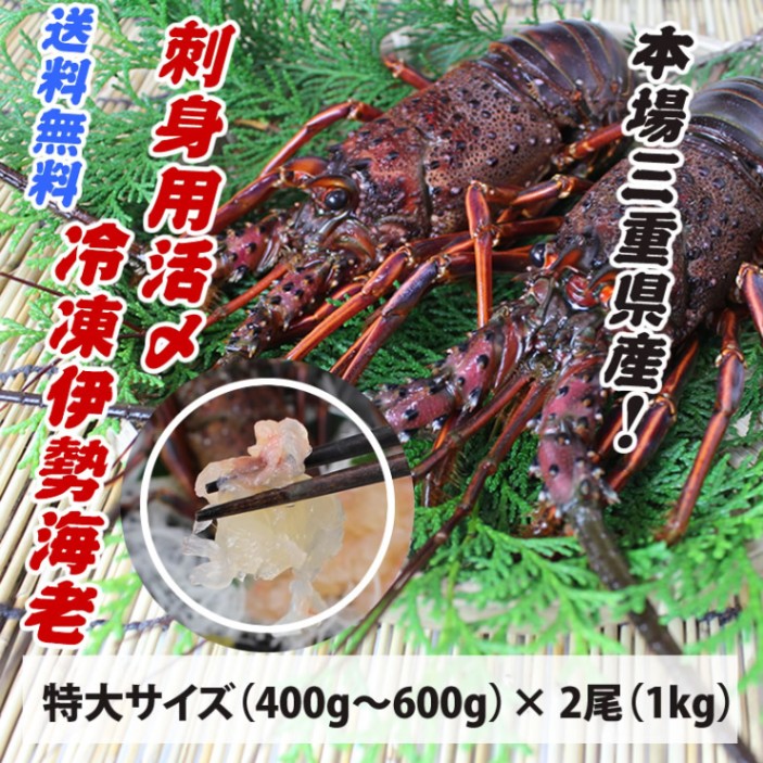 送料無料　刺身用冷凍伊勢海老　特大サイズ　1kｇ　2尾入（活〆冷凍）