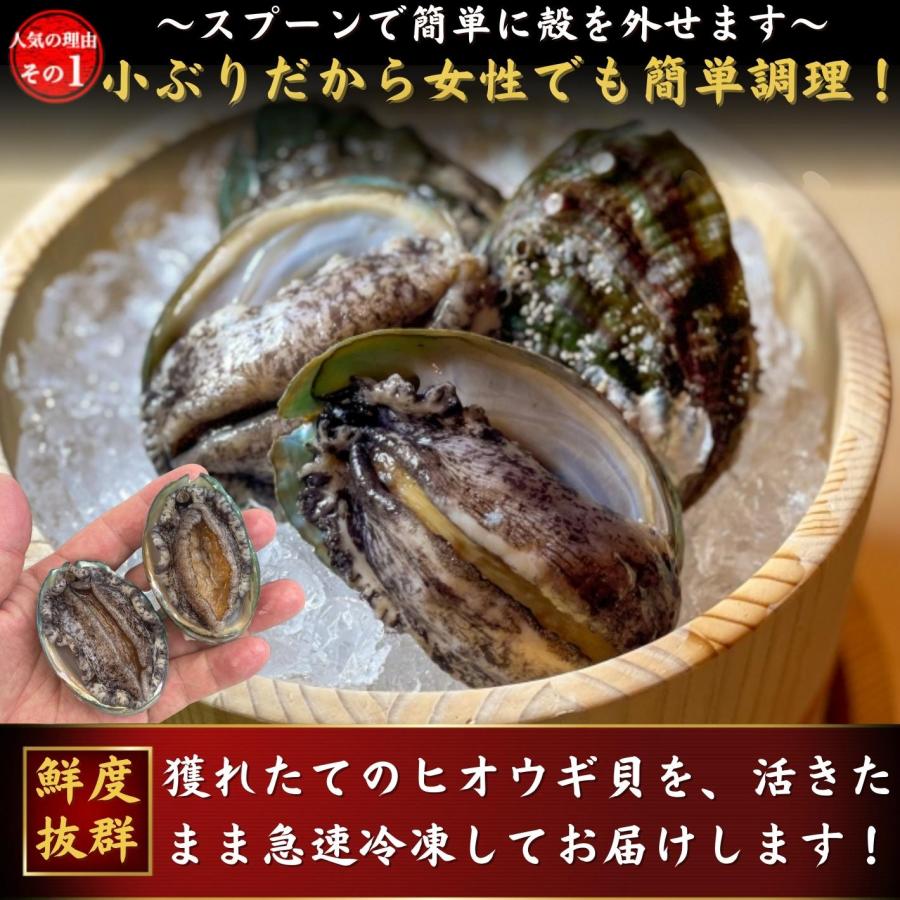 お刺身 蝦夷あわび アワビ たっぷり1ｋｇ（約30個入）活冷凍 あわび 海鮮 BBQ