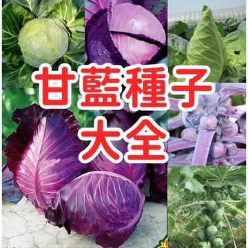 【 甘藍種子】初秋 包心菜 適合家庭菜園 陽台盆栽 脆嫩鮮甜 耐熱品種 抗病 易種植 生長快速 四季可種 台灣氣候