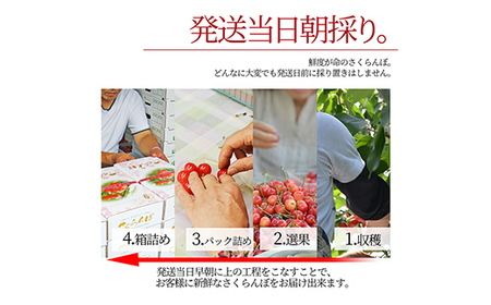 山形県産さくらんぼ 佐藤錦 秀品 L玉 1kg (500g×2パック) 化粧箱入り FSY-1092