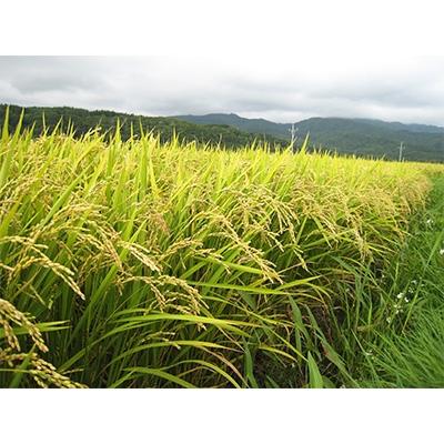 ふるさと納税 八雲町 ゆめぴりか10kg(精白米)