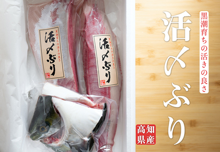 脂乗りバツグン!養殖ブリ活〆半身(1.2kg～)