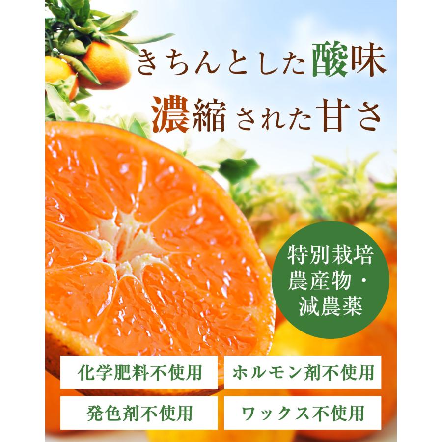 みかん 三ヶ日みかん 静岡県産 1kg 訳あり 特別栽培農産物 減農薬 除草剤不使用  ジュース用 ご家庭用