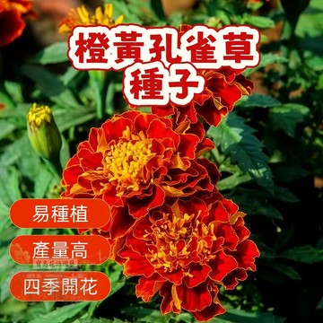 🌷 橙黃 孔雀草種子🌷  今年新籽 發芽率高 見土即活 花開爆盆 花期長  新手易種易活 陽台庭院盆栽#量大實惠
