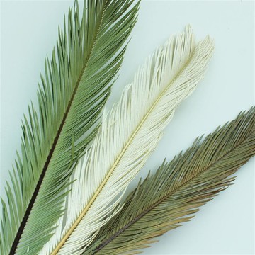 【鐵樹葉】北歐風森系自然干花干枝葉子室內家居 婚禮軟裝花材