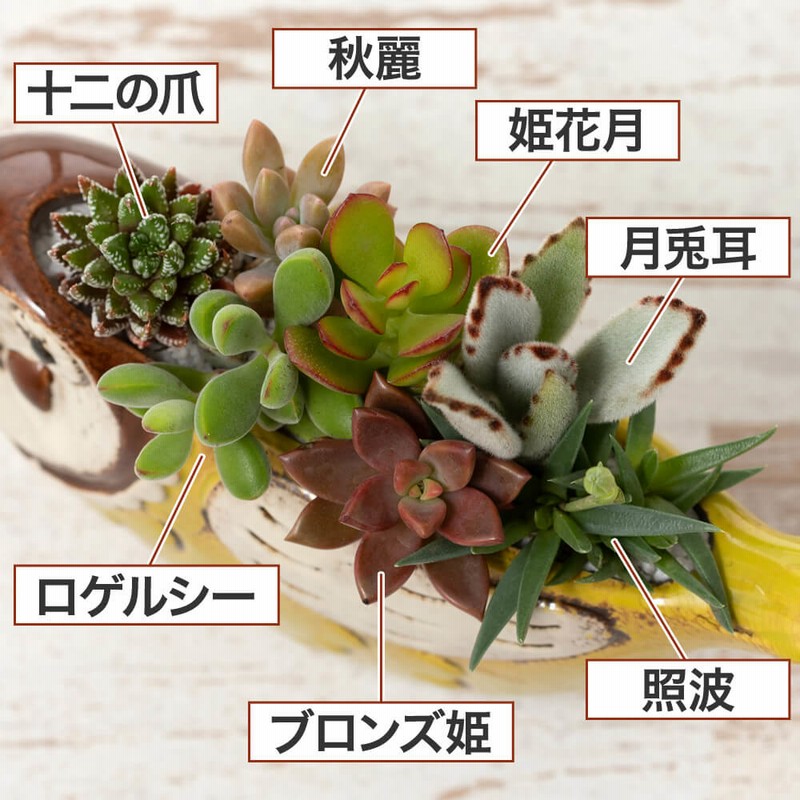 寄せ植え ほっこりフクロウ 観葉植物 インテリアグリーン おしゃれ 室内 多肉植物 通販 Lineポイント最大7 0 Get Lineショッピング