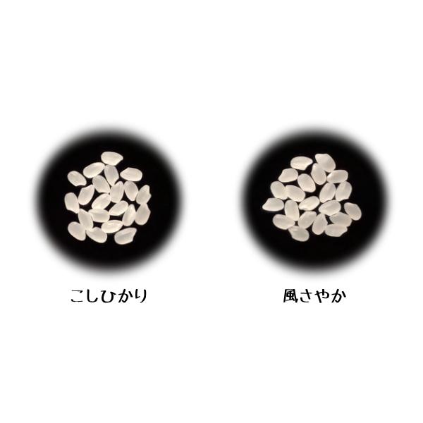 新米 長野県産 コシヒカリ 白米 10kg 5kg×2 農家直送 送料無料 産地直送 美味しいお米 受賞農家 米食味鑑定士 東御市