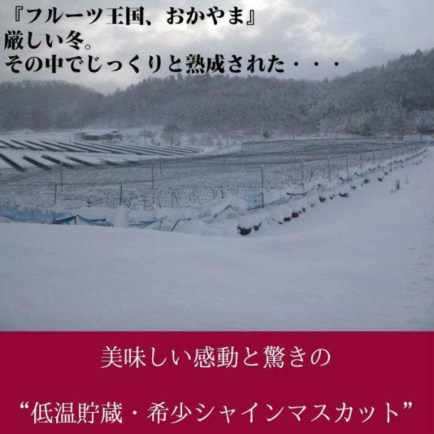 シャインマスカット 贈答箱 1房 700g以上 ぶどう 送料無料 贈り物 ギフト