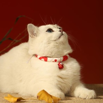 HOOPET寵物香樟木掛牌項圈貓脖子裝飾品可調節項鏈配飾貓可愛飾品