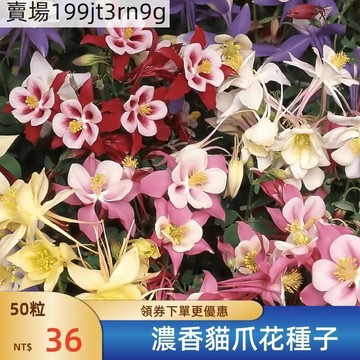 現貨💐【濃香貓爪花種子】（500粒）💐四季種植 耬鬥菜種子 耬鬥狀耐寒 多年生花籽 好活易種 陽臺盆栽庭院花卉花海種子