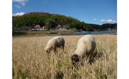 瀬戸内三原 羊飼いのこしひかり（無肥料無農薬米）玄米16kg 広島 瀬戸内ビオファーム