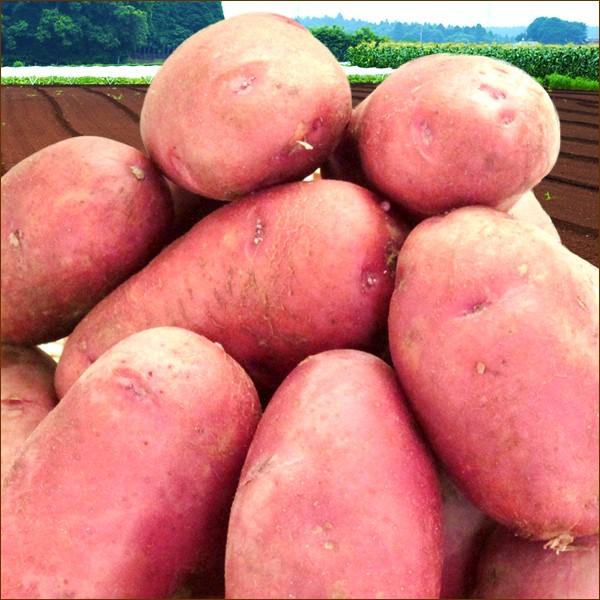 北海道産 じゃがいも ご家庭用 10kg(インカのめざめ 5kg・レッドムーン 5kg) ジャガイモ 馬鈴薯 新じゃが 越冬 野菜 北海道 お取り寄せ