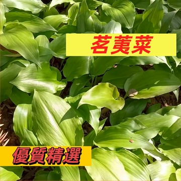【台灣現貨】耐寒茗荑菜種子 玉簪葉 春夏秋反復採摘 山蒜葉寒蔥山蔥茗荑包肉蔬菜 新手易種 高產蔬菜種籽