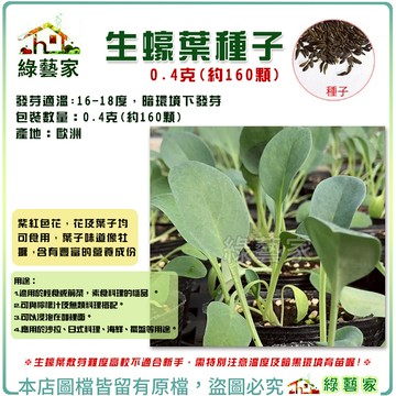 00K31-1.生蠔葉種子0.4克(約160顆) 此頁面為更大包裝 【綠藝家】