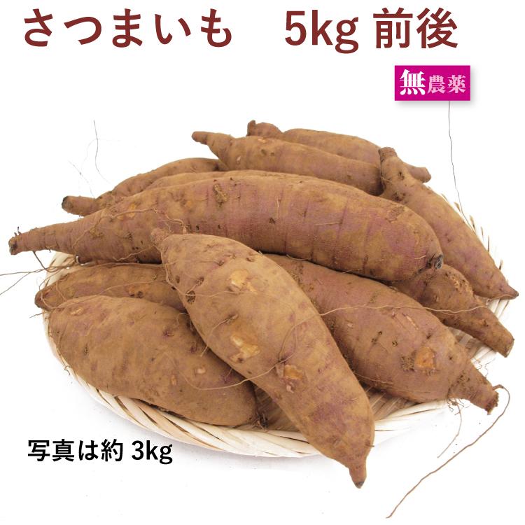 さつまいも　紅はるか　5kg前後　無農薬栽培　　送料込