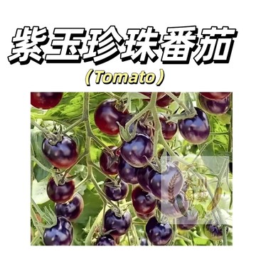 嘉義現貨（紫玉珍珠番茄種子FQ-3） 盆栽紫色小西紅柿聖女果種子四季播種盆栽果菜蔬菜種子#tomato