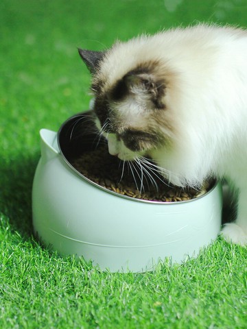 寵物大貓碗 不銹鋼碗 傾斜防打翻漏食寵物碗貓飯盆狗碗食盆【不二雜貨】