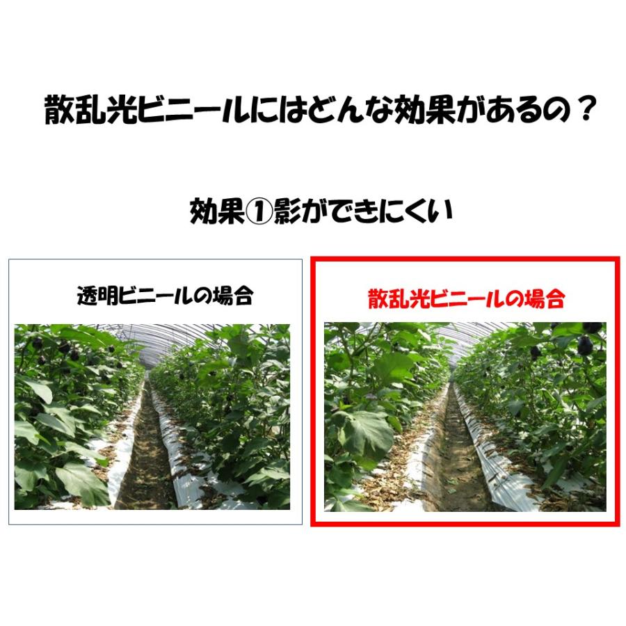 （梨地）無滴 0.10mm厚 1000cm幅 希望長さ(m)を数量に入力 農ビ 三菱 散乱光 ナシジ  農業用 ビニールハウス用 トマト イチゴ 育苗 家庭菜園