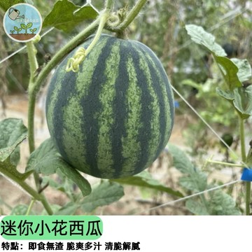 【陽台就能種】迷你小花西瓜種子 巴掌西瓜/小玉西瓜類型 一株多果 皮薄多汁超甜 在家自種安心吃 親子共耕
