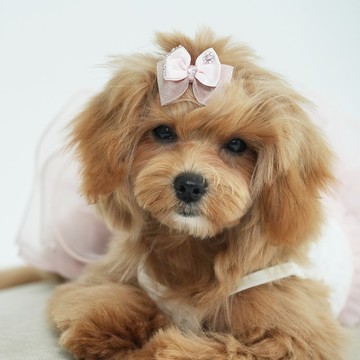 NO.99 蝴蝶結髮夾