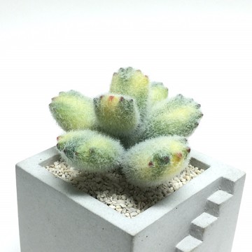 熊童子 仿生黏土多肉植物 舊 蝦皮 商城 Line購物