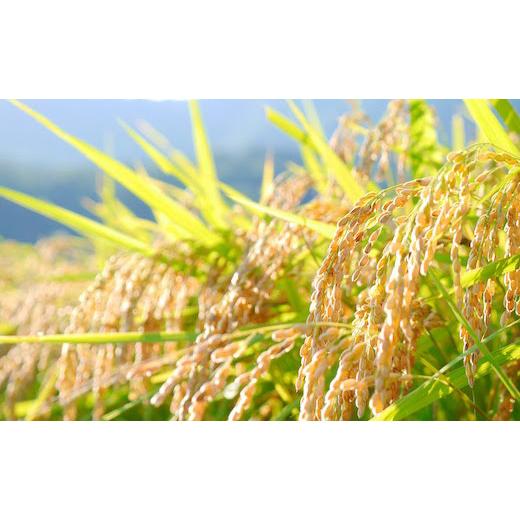 ふるさと納税 鳥取県 八頭町 “土づくりの恵み” つやっつやの特別栽培米お届け 12ヶ月コース