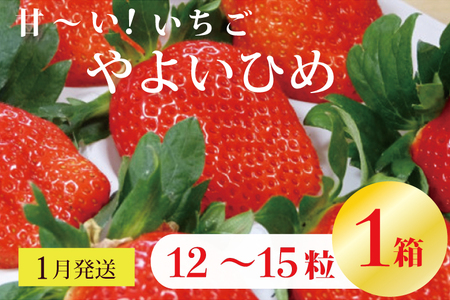 V-20 甘～い！いちご　やよいひめ　12粒～15粒入り　1箱