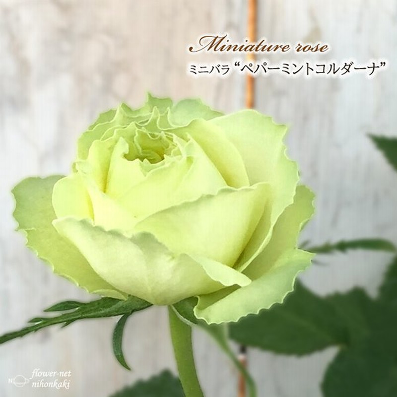 予約販売 ミニバラ ペパーミントコルダーナ 3号ポット バラ 薔薇 バラ苗 苗 Bry 10月下旬以降発送 通販 Lineポイント最大0 5 Get Lineショッピング