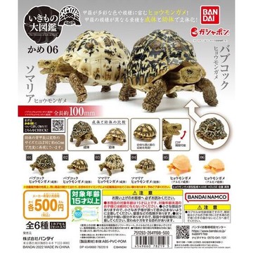 ≡MOCHO≡ 現貨 BANDAI 扭蛋 烏龜環保扭蛋P6 全6種