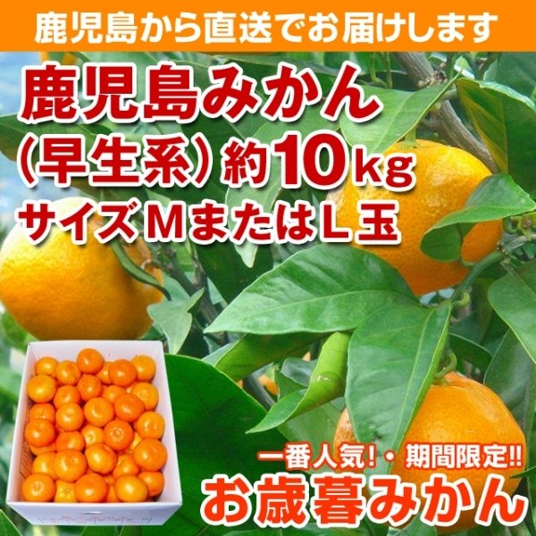 鹿児島みかん　約10K　サイズМ玉又はＬ玉