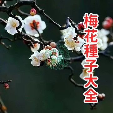 梅花種子 耐寒四季開花 庭院陽台花卉 優質花苗 DIY種植 園藝療癒 香氛植物 多色可選 春節應景 易栽種 花開富貴