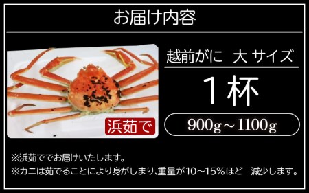 越前がに本場の越前町からお届け！越前がに浜茹で大サイズ×1杯（生で0.9～1.1kg） [e22-x007_01] 福井県 雄 ズワイガニ ボイル 冷蔵 越前がに 越前かに 越前ガニ 越前カニ 越前蟹 かに カニ 蟹