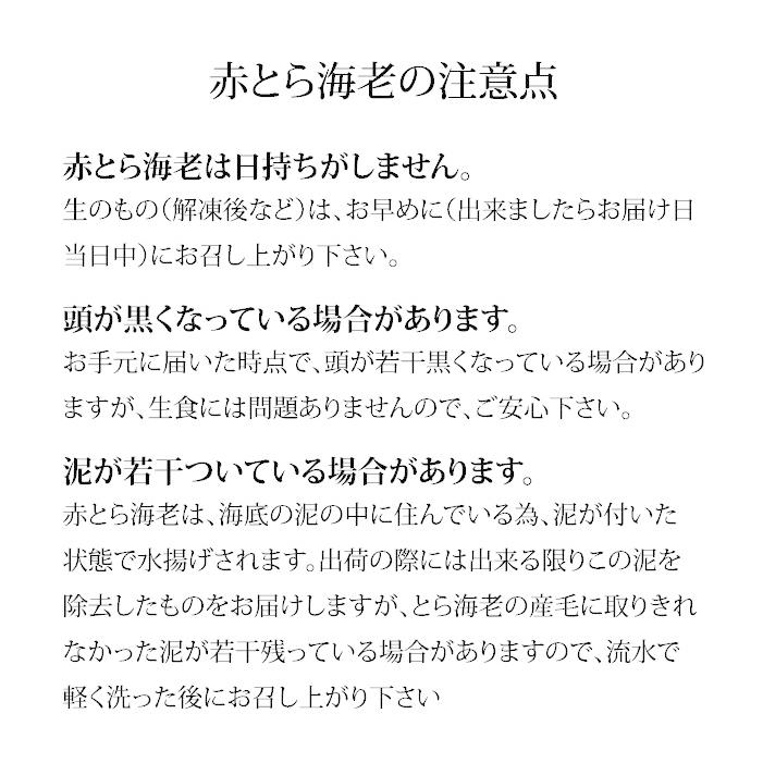 赤がすえび 赤とらえび 石川県産 お刺身用 500g 20〜40匹