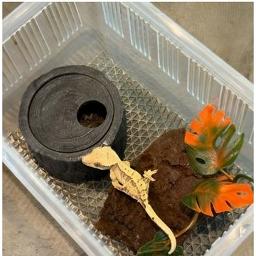 【台灣現貨】樹洞躲避 守宮躲避  睫角躲避 樹洞 爬蟲箱造景裝飾 樹棲守宮 蜥蜴 蛇 蜘蛛 蠍子 洞穴 水族裝飾造景