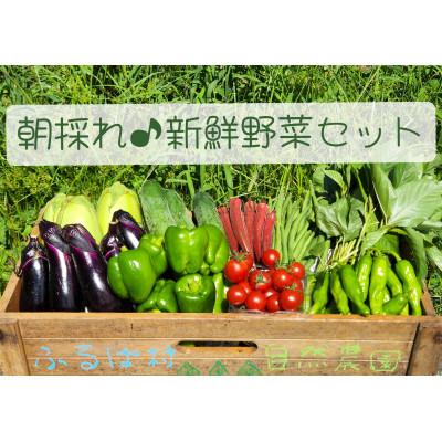 ふるさと納税 長野市 信州　採れたて旬の野菜セット