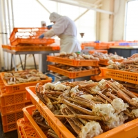 ボイル たらばがに カット済み 1kg (500g × 2) カジマ たらば蟹 タラバガニ かに カニ 蟹