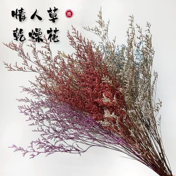 ⁺₊⋆生活大獅⋆₊⁺🌙 情人草乾燥花 乾燥花材 卡斯比亞 勿忘我 天然乾燥花 永生花 不凋花 保鮮花 人造花 花藝插花