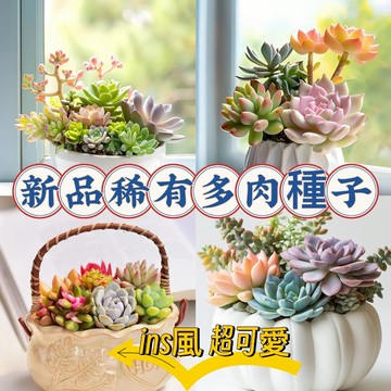 現貨 稀有多肉種子（500粒） 超低價  碧光環多肉 小兔子 熊童子 新種發芽率高 多肉種子 不發芽就退款 觀賞花卉種子