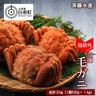 ふるさと納税 白老町 規格外!毛がに2kgセット(1尾約500g〜1kg大サイズ) AM009