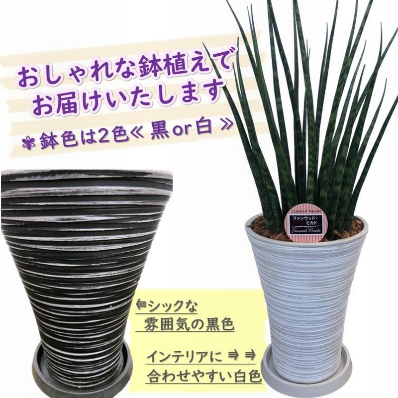 サンスベリア ゼラニカ ファイバー鉢 お皿付き サンスベリア ゼラニカ