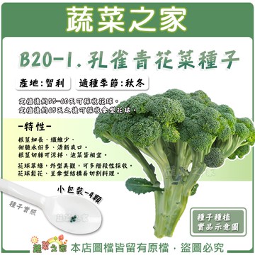 【蔬菜之家滿額免運】B20-1.孔雀青花菜種子 4顆 (有藥劑處理)花球翠綠，外型美觀，可多階段性採收。 根莖細長纖維少