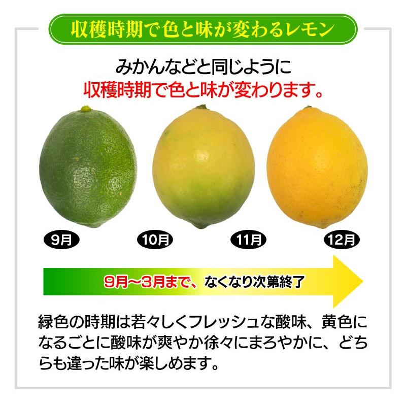 国産 レモン 熊本産 3kg 送料無料 リスボン ＜一週間から10日前後でお届け＞ れもん ノーワックス 防カビ剤不使用 産地直送 農家直送 果物