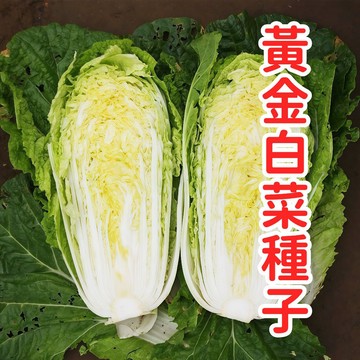 黃金白菜種子 娃娃白菜 黃芯白菜種籽 台灣現貨 耐熱品種 家庭菜園 陽台盆栽 快速收成 清脆鮮甜 四季可種