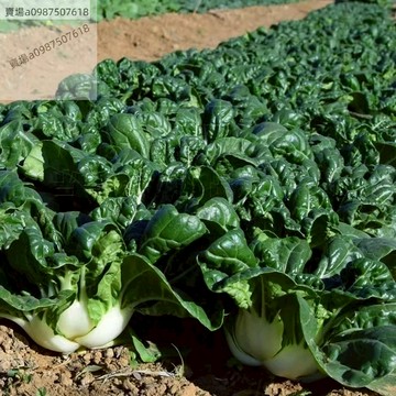 現貨 黑油奶白菜（100粒）四季種植 正宗奶白菜種子 奶白菜種籽 庭院菜園易種室內盆栽四季蔬菜種子孑高产量
