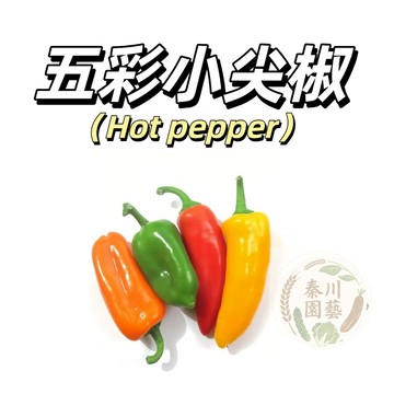 嘉義現貨（五彩小尖椒種子LJ-31微辣)五彩小甜椒種子菜椒高產蔬菜種子@果菜盆栽地栽甜椒辣椒種子