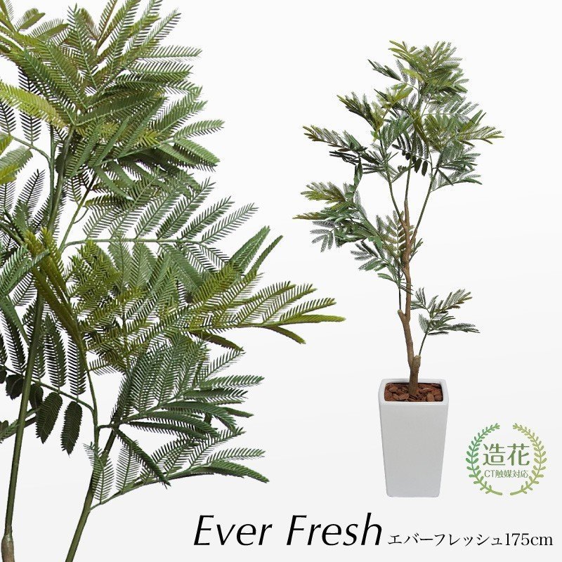 人工観葉植物 大型 エバーフレッシュ 175cm 鉢植 ネムノキ フェイクグリーン 造花 光触媒 Ct触媒 インテリア リアル おしゃれ 通販 Lineポイント最大0 5 Get Lineショッピング