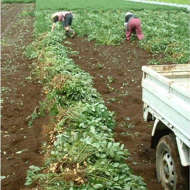 手もぎゆで落花生(ナカテユタカ)450g10個セット 千葉県八街産落花生