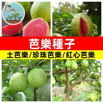 芭樂種子 紅心芭樂西瓜芭樂土芭樂珍珠芭樂番石榴種子芭樂樹種子多年生特色水果種子 居家園藝 種植DIY