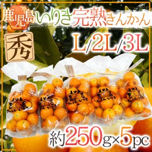 鹿児島県入来産 ”完熟きんかん いりき” 秀品 L～3Lサイズ 約250g×《5pc》 送料無料